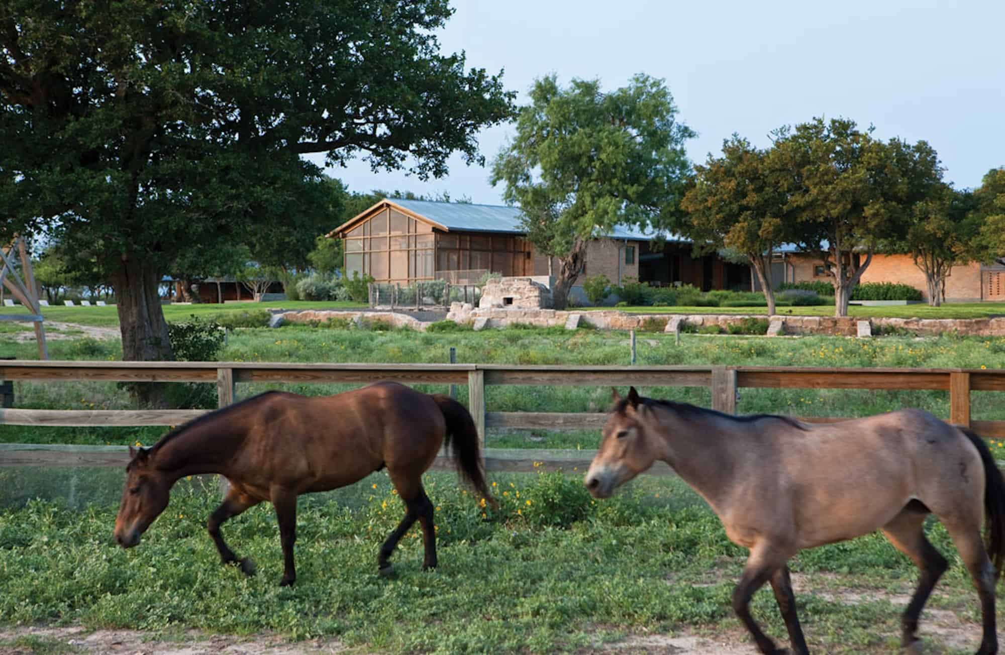 Temple Ranch - Exterior horses